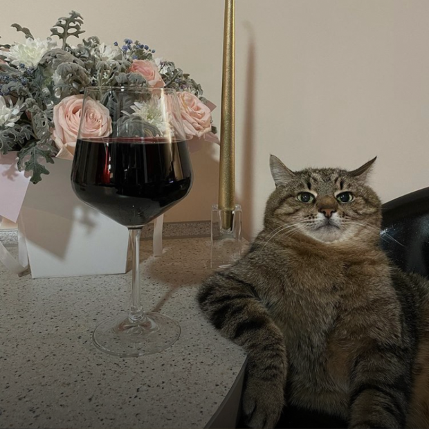 Justin Beaver's cat is pleased